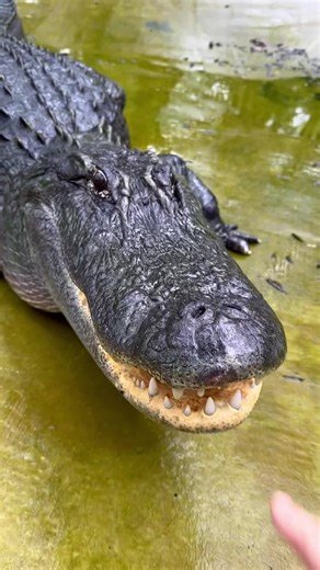 Angry gator sounds like a jet engine 😂 | Animal Noises