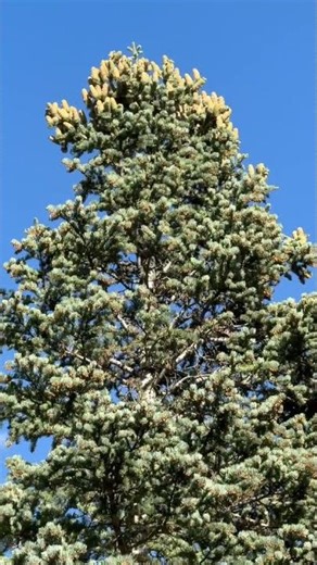 Identifying White Firs #evergreen #plantidentification #hiking #mountains #wasatch