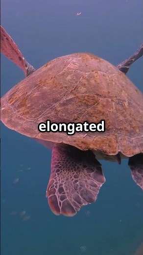 Archelon: The Giant Sea Turtle That Ruled the Ocean and Vanished With the Dinosaurs! #dinosaur