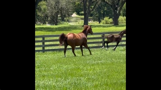 VS Flatline x BestThingSinceSleep, by Too Sleepy To Zip | Chandler M Marks