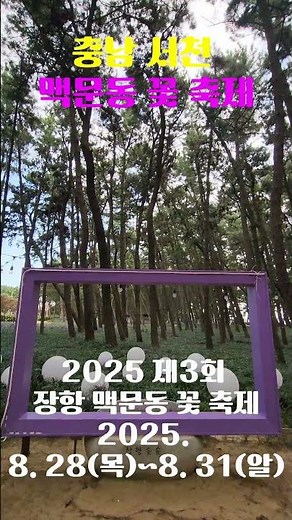 충남 서천 가볼만한곳 맥문동 축제