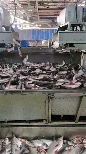 Industrial Fish Processing: Automated Machine Handles Large Quantities of Fresh Fish