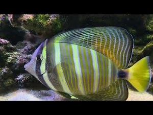 Colorful Aquarium Fish Swimming – Free Stock Footage (No Audio)