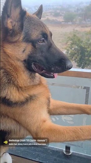 Addy is strong # German shepherd #doglover #shortsviral #youTaub short