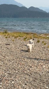 87K views · 10K reactions | When Piper is happy she clicks her heels together in joy—she somehow managed it on the rocks. I can’t tell you how many times she would drop to the ground and do this every day ❤️ | The Piper Chronicles | Facebook