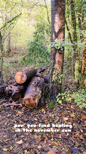 POV: you find healing in the november sun 🍁🫶 #november