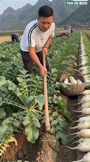 🌱 Efficient White Radish Harvesting with Hand Hoe Tool