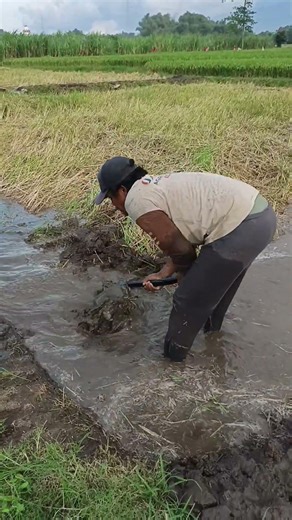 macul inggir inggir sawah