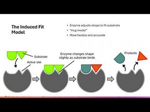 Enzymes Explained | How Cells Control Reactions (AP & IB Biology Exam Review)