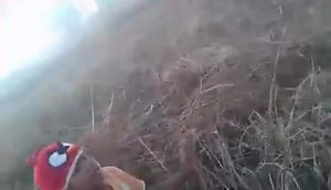 โอเครบ้านเฮาหนาวละเด้อ555555 | ไก่เบิด ปิ้งบ้ได้