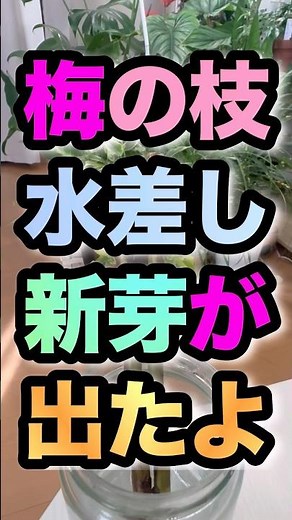 【芽吹く梅の枝】#梅 #枝 #芽 #芽吹き #挿し木 #水差し #花瓶 #梅の花 #観葉植物 #園芸 #盆栽 #新芽