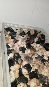 206 reactions · 17 shares | Fully automatic incubators available at...