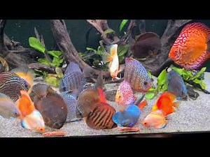 Amazing Discus. They love their Beefheart Mix. Thanks Vitalis Jukneris