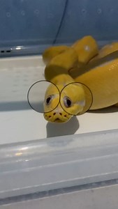 Tenk slytherin | Hello my name is gekko #lfl #lfl❤️ #lfl💛 #reels #fypシ #cutesnake #exoticpets #reptiles #fyp #snake #tren #trendingsongs #trends #virals... | Instagram