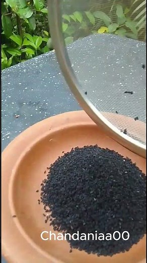 The ultimate survival seed: Black Cumin 🖤 #shorts #blackcumin #nigellasativa