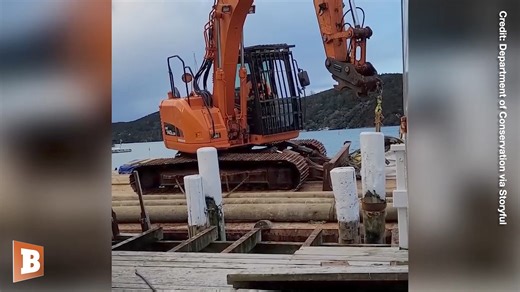 Yeah, that's a small blue whale... A juvenile pygmy blue whale was successfully freed on Monday, September 16, after it became trapped beneath a private wharf on Kawau Island, off New Zealand’s North Island. | Breitbart