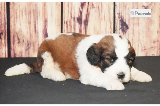Sarge - Saint Berdoodle Puppy E06871