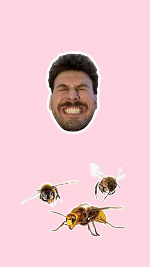 SPLASHBRUDDA on Instagram: "Splash Highlights aber mit Bienen 🐝 #splashbrudda #bienen #hornissen"