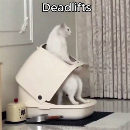 These Cats Left me Laughing 😂🤣 #catfunnyvideos #catfunnyvideo #funnycatvideos #funnyanimalvideos