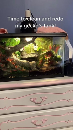 Complete Guide to Setting Up a Gecko Tank
