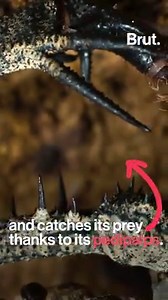 3.1K shares · 541 comments | They look terrifying and they're relatives of the scorpion, but whip spiders are actually harmless to humans. | Brut nature | Facebook