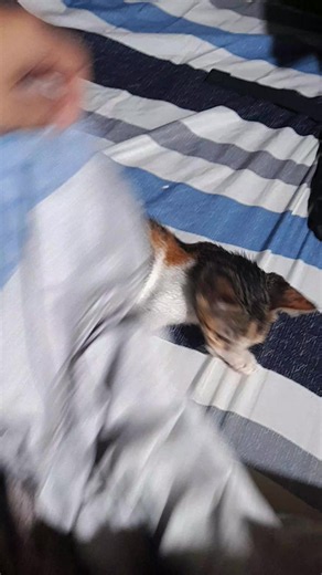 Cat Litter Training Gone Wrong – Overly Obedient Cat