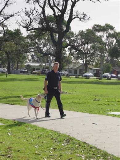 “Volunteering with Assistance Dogs Australia is incredibly rewarding, and it’s amazing to know we’ve had an impact on people’s lives.” 💙 Find out how you could be part of this life-changing journey. https://www.assistancedogs.org.au/volunteer/become-a-puppy-volunteer/ #makeadifference #volunteering #changealife #volunteer #support #peoplewithdisability #puppy #dogtraining #assistancedogsaustralia