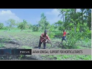 Japon-Sénégal : soutenir les petits horticuleurs