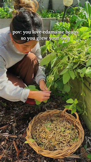 Growing Edamame / Soy Beans in my backyard