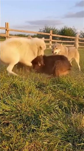 Dog Saves Goats From Wolf Attack #short #viral #animalattacks #wolf #dog #farm #animals #viralvideo