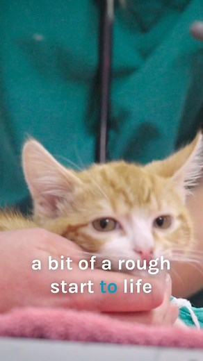 478K views · 17K reactions | Baby kitten on the road to recovery and to finding a home 凉 | Bondi Vet | Facebook