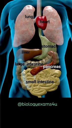 Human Body Internal Organs Animation #humanbody