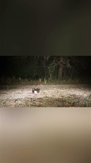 Why Spotted Skunks Do This Handstand