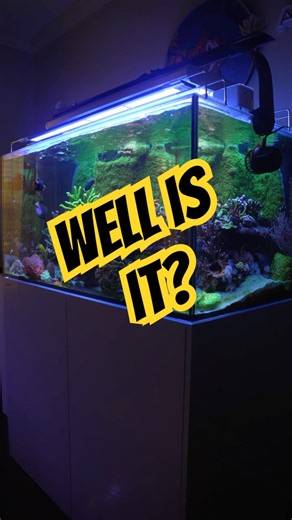 Would this be considered SPS dominant reef tank?