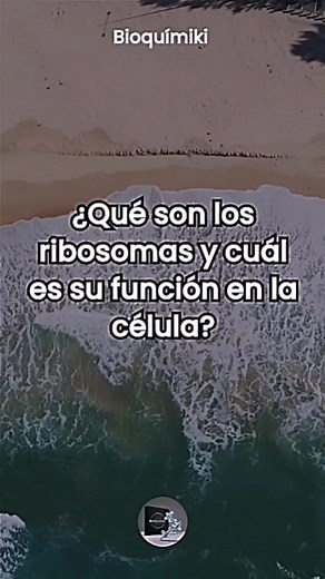 Función de los Ribosomas en la Célula