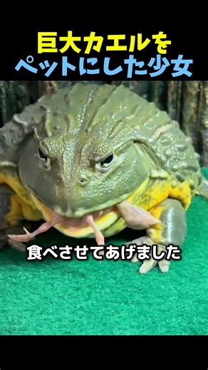 The Girl Who Made a Giant Frog Her Pet🐸 #Frog #Animals #TouchingStory