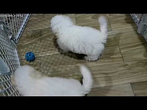 Available Bichon Frise For Sale