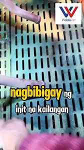 133K views · 486 reactions | PIGLET BROODER HOUSE. MABISANG PAMPAINIT PARA SA MGA BIIK. MAG MESSAGE NA OR CLICK LANG ANG LINK NA ITO PARA MAKAPAG ORDER AGAD! SHOPEE  invl.me/clmu2if | Viddavet Ph | Facebook