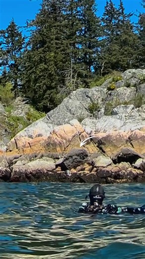 We never know who’ll pop by during our surface swims — but sometimes, we get the best visitors! Keep your eyes peeled for ocean puppies (aka seals) on our next Local Safari dive! Join us Wednesday, May 14th at Whytecliff Park for a chance to spot these curious cuties in the wild. 📲 https://www.divinglocker.ca/product/local-safari/ 📞 604-736-2681 ✉️ vancouver@divinglocker.ca #ScubaDiving #VancouverDiving #WhytecliffPark #SealSpotting #OceanPuppies #DiveBC #MarineLife #LocalSafariDive