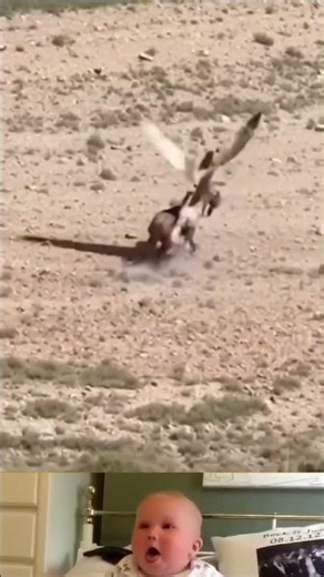 White Horse With Attached Wings Gliding 😱 | #youtubeshorts #shorts