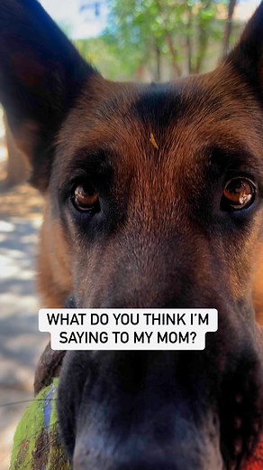 Sound up for this one. My German Shepherd Dog is whinny. 🤣 #belikewulfgsd #beautifuldog #dogcommunity #gsd #gsddaily #servicedog #playtime | Be Like Wulf GSD