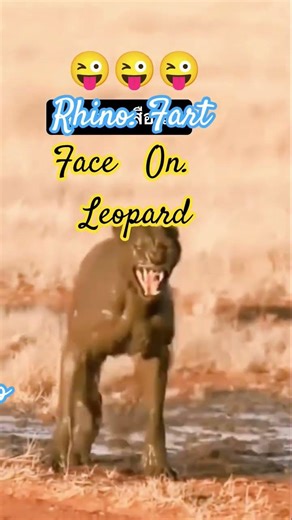 #rhino#fart#face#leopard#its#a#amazing#video