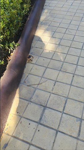 Crab 🦀 Iberostar Waves Costa Dorada 🦀 Puerto Plata