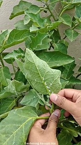 5.1M views · 25K reactions | Mealybug treatment in 2 step || pesticides for Mealybug control in plants #garden #plants #insects #control #gardening #terracegarden #gardeningaasaanhai | Gardening Aasaan Hai | Facebook