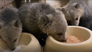 WATCH: Grizzly cubs recovering, fundraiser underway to assist with care