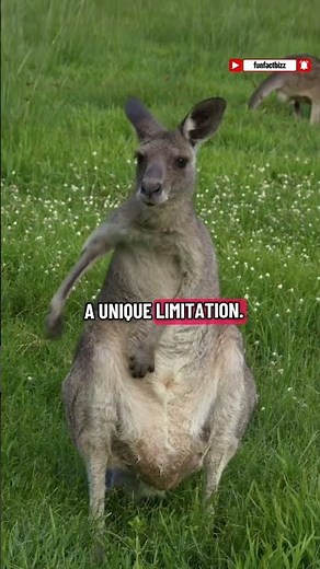 You’ll Never See a Kangaroo Do This