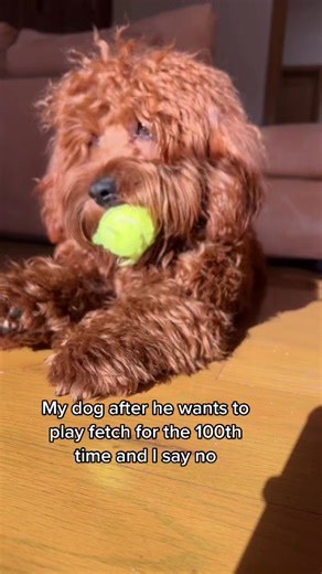 Playing fetch is my exercise #boss #dog #cavapoo #fy #fyp #fetch #viral