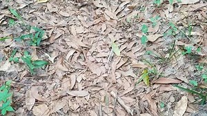 Can you spot the deadly snake hiding in the pile of leaves in 5 seconds