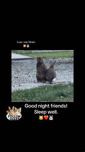 Good Night from Luna & Henry — Sleep Well Friends
