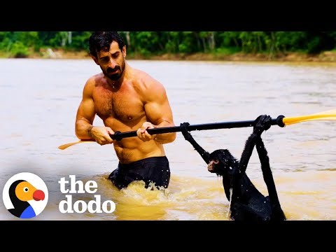 Paul Rosolie Saved A Drowning Spider Monkey In The Amazon | The Dodo